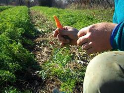 Borden-markbaerwolfharvestingcarrot